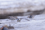 Paarse Strandloper / Purple Sandpiper