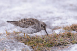 Paarse Strandloper / Purple Sandpiper