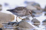 Paarse Strandloper / Purple Sandpiper