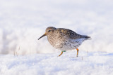 Paarse Strandloper / Purple Sandpiper