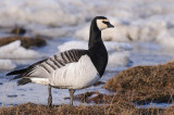 Brandgans / Barnacle Goose