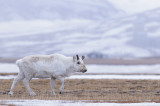 Rendier / Reindeer