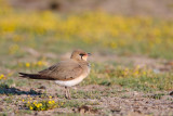 Vorkstaartplevier / Collared Pratincole / Glareola pratincola