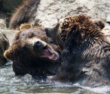 Bear Fight