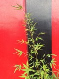 3 january IMG_1737.jpg