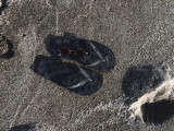 7 february IMG_1459aa.jpg