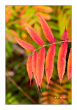 Automne en feuilles - 3917