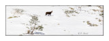 Un chamois dans la neige  la Gordolasque - 4422