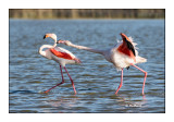 Rivalits amoureuses - Camargue - Flamants - 8774