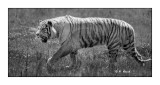 Parc des F&#233;lins - Beware of Tigers !!! - 3248