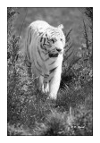 Parc des F&#233;lins - Attention au Tigre - 3533