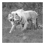 Parc des F&#233;lins - Tigres Calins - 3142