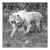 Parc des F&#233;lins - Tigres Calins - 3142 bis