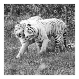 Parc des Flins - Tigres Calins - 3142 bis