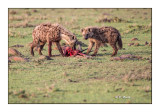 Masai Mara - Kenya - Hyenas feast - 4616