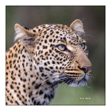 Masai Mara - Kenya - Leopards portrait - 9363