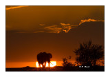 Masai Mara - Kenya - Elephant at dawn - 3495