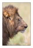 Masai Mara - Kenya - Lion portrait - 7341