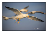 Seagulls in squadron - Goland leucophe - 2954