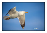 Sortie en mer - Goland leucophe- 3036