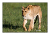Masai Mara - Kenya 2016 - Jeune lion - 2