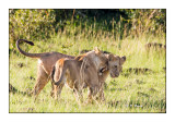 Masai Mara - Kenya 2016 - Calin de lionnes - 00209