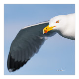 Bec et aile du goland - bird in flight - seagull in flight - 391