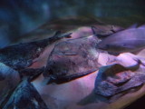 DSC00519.JPG