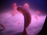 DSC00520.JPG