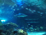 DSC00557.JPG