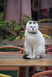 Antalya Cats feb 2015 6456.jpg