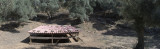 Euromos October 2015 3451 panorama.jpg