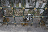 Istanbul Kaptani Derya Ibrahim Pasha Cami december 2015 4856.jpg