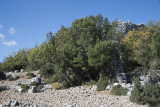 Cyaneae Theatre October 2016 0105.jpg