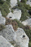 Cyaneae Theatre October 2016 0166.jpg