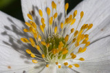 wild anemone