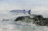 Barracuda