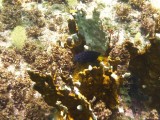 Yellowtail Damselfish