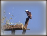 Osprey