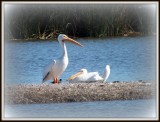 American Great White Pelican