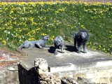 <a href=http://www.culture24.org.uk/history-and-heritage/work-and-daily-life/royalty/art356886 >The Royal Beasts</a>