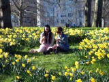 Enjoying the daffodils