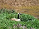 Canada Goose