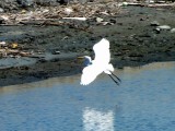 Great Egret in Flight