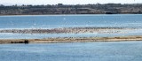 Least Tern Island