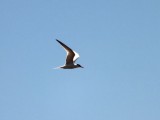 Least Tern in Flight