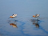 Synchronized Avocets