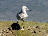 Willet