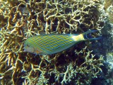 The following pictures were taken on a snorkeling expedition to the Philippines