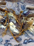 Kelp